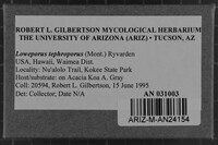 Loweporus tephroporus image