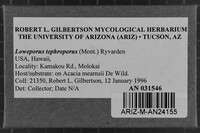 Loweporus tephroporus image