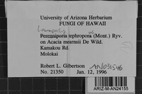 Loweporus tephroporus image