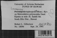 Loweporus tephroporus image