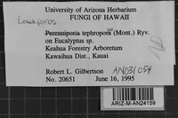 Loweporus tephroporus image