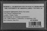 Loweporus tephroporus image