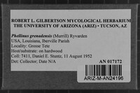 Phellinus grenadensis image