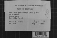 Phellinus grenadensis image
