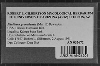 Phellinus grenadensis image