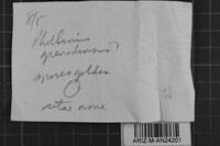 Phellinus grenadensis image