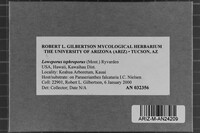Loweporus tephroporus image