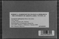 Loweporus tephroporus image