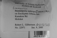 Loweporus tephroporus image