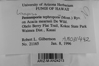 Loweporus tephroporus image
