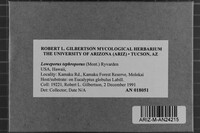Loweporus tephroporus image