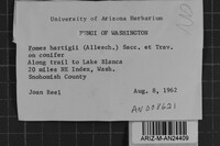 Phellinus hartigii image