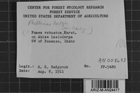 Phellinus hartigii image