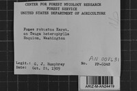 Phellinus hartigii image