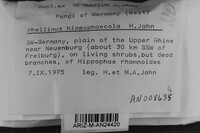 Fomitiporia hippophaeicola image