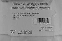 Phellinus hartigii image