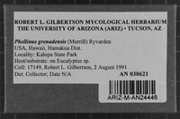 Phellinus grenadensis image