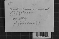 Phellinus grenadensis image