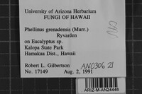 Phellinus grenadensis image