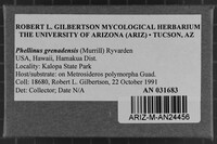 Phellinus grenadensis image