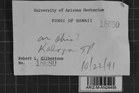 Phellinus grenadensis image