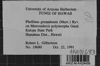 Phellinus grenadensis image