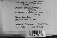 Phellinus grenadensis image