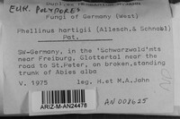 Phellinus hartigii image