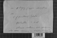 Postia undosa image