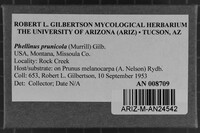Phellinus deuteroprunicola image