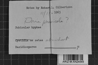 Phellinus deuteroprunicola image