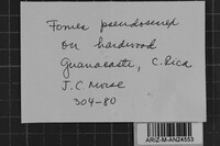 Fomes pseudosenex image