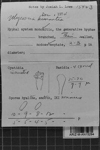 Hydnocristella himantia image