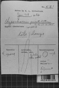 Hypochnicium punctulatum image