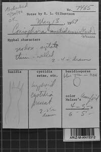 Amaurodon mustialaensis image