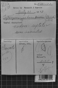 Leptosporomyces raunkiaeri image