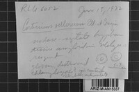 Granulobasidium vellereum image