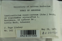 Corticium roseocarneum image