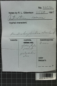 Corticium roseum image