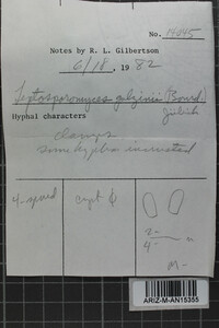 Leptosporomyces galzinii image