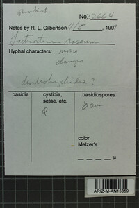 Corticium roseum image