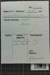 Dendrocorticium violaceum image