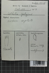 Leptosporomyces galzinii image