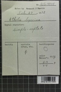 Leptosporomyces galzinii image