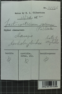 Corticium roseum image