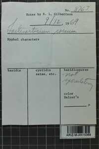 Corticium roseum image