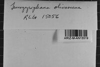 Leucogyrophana olivascens image