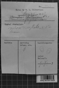 Leucogyrophana pseudomollusca image