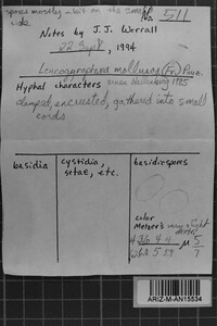 Leucogyrophana mollusca image