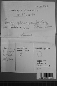 Leucogyrophana pseudomollusca image